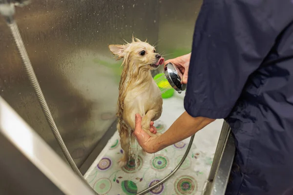 Профессиональный грумер тщательно мыть spitz собака в ванной, перед уходом процедуры. маленький щенок шпиц привыкнуть к таким процедурам — стоковое фото