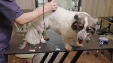 Corgi köpeği tımar masasına oturur. Bir tımarcı tarafından fırçalanmış.