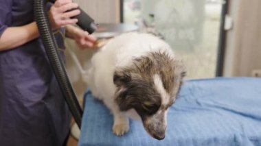 Saç kurutma makinesiyle kuaför tarama ve kurutma. Köpekler için bir güzellik salonunda..