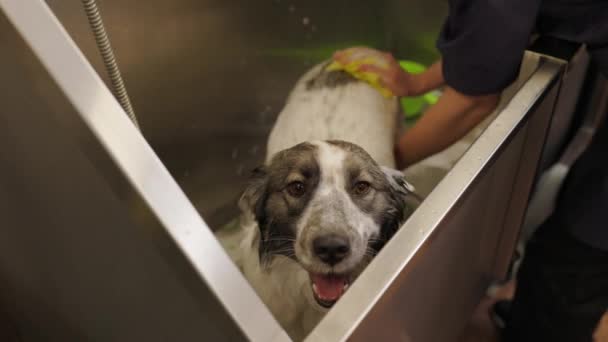 Relajante espuma de baño de la divertida galés corgi pembroke perro. — Vídeos de Stock