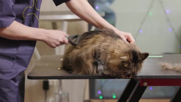 Pflege einer Maine Coon Katze im Tiersalon. Pfleger zerkratzt das Fell einer Katze — Stockvideo