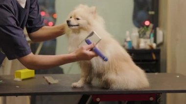 Pomeranian Köpeği kuaförde tımar ediliyor. Uzman bir kuaför salonundaki köpeğe bakar. Bakıcı köpeği taraklarla kurutur..