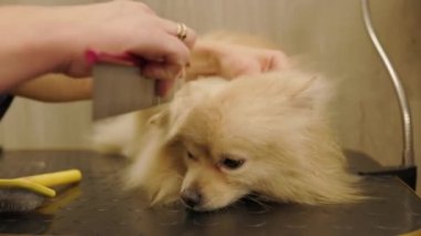 Pomeranian Köpeği kuaförde tımar ediliyor. Özel bir kuaförde profesyonel bir köpek bakımı. Kuaför köpeği saç kurutma makinesi ve tarak ile kurutur..