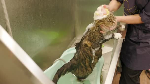 Groomer washing Maine Coon cat in grooming salon. Cat bathing. — Stock Video