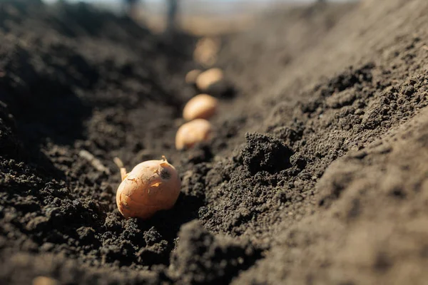 Kiełkująca cebula w zbliżeniu do gleby. uprawa cebuli — Zdjęcie stockowe