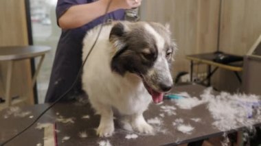 Corgi köpeği tımarcının masasında oturuyor. Salonda bir kuaför tarafından fırçalanır.