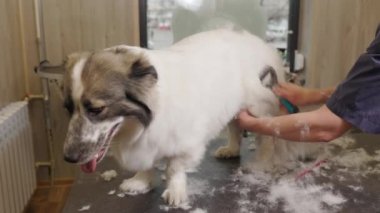 Corgi köpeği tımarcının masasında oturuyor. Salonda bir kuaför tarafından fırçalanır.