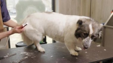 Corgi Dog kuaförde tımar ediliyor. Özel bir kuaförde köpek bakımı..