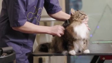 Tıraş edici, kürk fırçası Maine Rakun kedisi