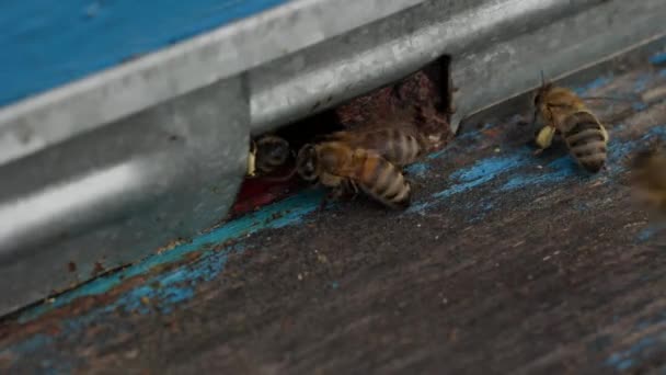 蜂を閉じます 蜂の巣の蜂だ 蜂の群れ — ストック動画