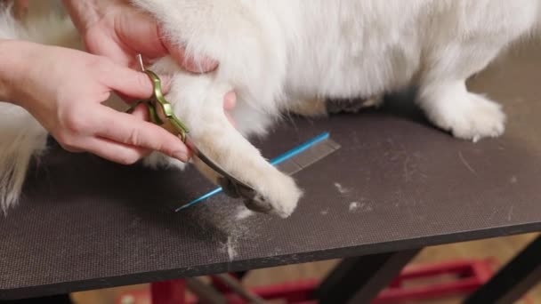 Close Fêmea Groomer Corte Pata Corgi Cão Encaracolado Raça Pura — Vídeo de Stock