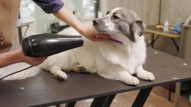 Το θηλυκό καθαριστικό στεγνώνει τον σκύλο. γούνα του με στεγνωτήρα μαλλιών σε ένα τραπέζι καλλωπισμού σε ένα σαλόνι ομορφιάς για τα σκυλιά. Κομμωτήριο για ζώα. — Αρχείο Βίντεο