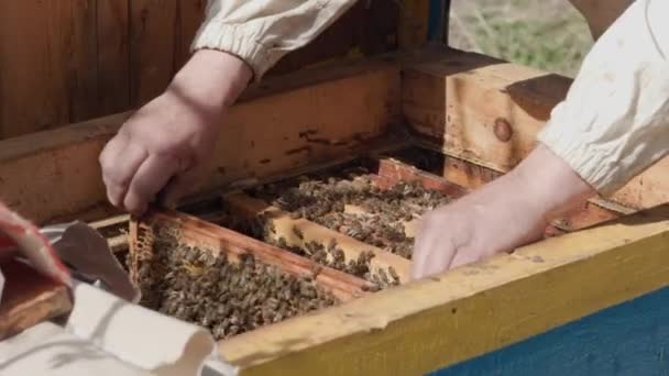 Male beekeeper inspecting honeycomb frame from a beehive. apiary and honey making — Stock Video
