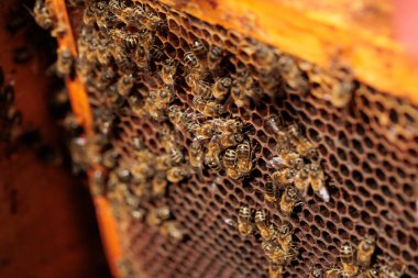 Arılar bal hücreleri üzerinde çalışıyor. Kapatın. Dünya Arı Günü.