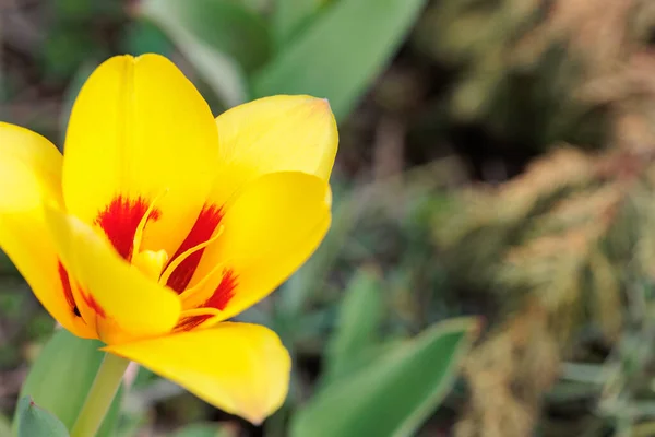 Kleine Gelbe Tulpenblüten Frühling Der Natur — Stockfoto
