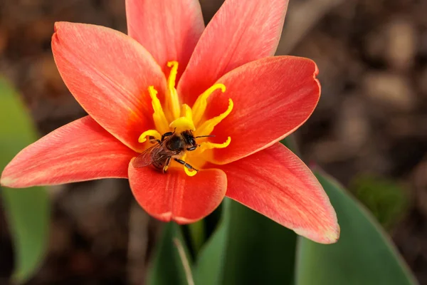 Tulipán Rojo Pequeño Con Una Abeja Abeja Recoge Néctar Flor —  Fotos de Stock