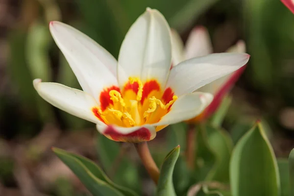 Eine Kleine Weiße Tulpe Sonnenlicht Der Natur — Stockfoto