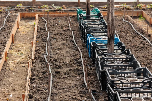 Boxes Seedling Greenhouse Water Hoses Connected Plants — Stock Photo, Image