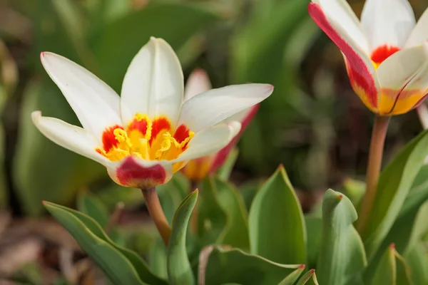 Kleine Weiße Blüten Von Tulpen Schließen Natur Hintergrund — Stockfoto
