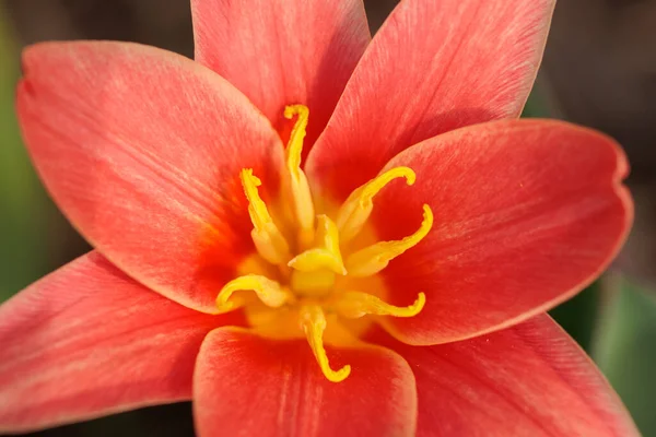 Tulipanes Rojos Jardín Primavera Cerca Naturaleza —  Fotos de Stock