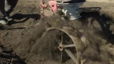 walk-behind tractor plow the land in the garden. plow with a cultivator