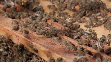 Büyük bir bal arısı ailesi güneşli bir yaz gününde sokağın kenarındaki tahta çerçevelere tırmanıyor. arı konsepti