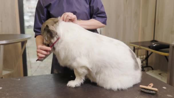 Groomer brushing corgi. care for dog hair — Wideo stockowe
