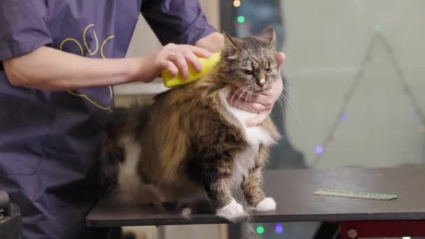 Grooming, combing a cat in the salon for animals. Doctor girl scratches the fur of a cat with a comb, hair cutting. — Stockvideo