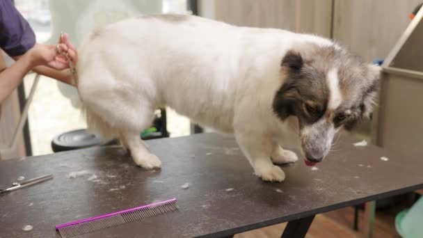 Corgi Dog getting groomed at salon. Professional cares for a dog in a specialized salon. — Stockvideo