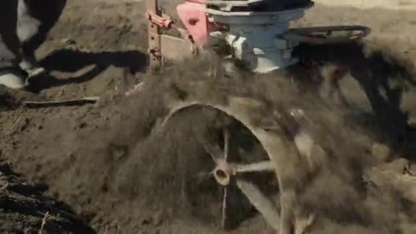 Walk-behind tractor plow the land in the garden. plow with a cultivator — Stock video