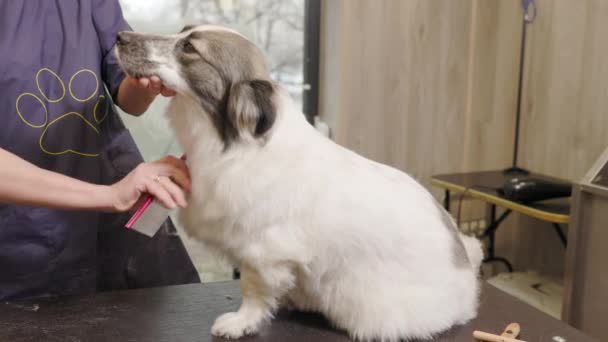Corgi Dog Sits Groomer Table Brushed Groomer Salon — стоковое видео