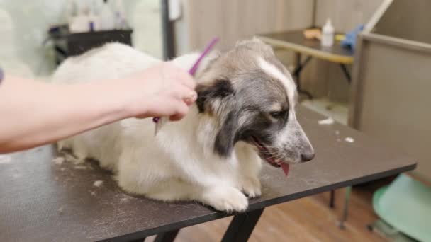 Corgi dog lies on groomers table. He is brushed by a groomer — стоковое видео