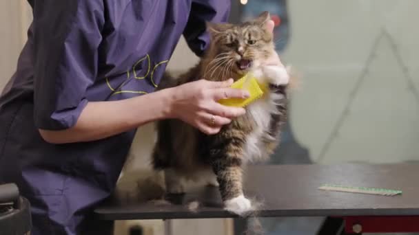 Pflege, Kämmen einer Katze im Salon für Tiere. Doktormädchen kratzt mit Kamm am Fell einer Katze. — Stockvideo