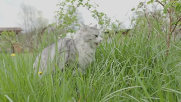 The white grey cat eating grass in outdoor — Stock Video