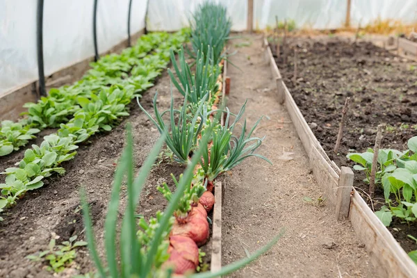 Yeşillik ve sebze fidanlarıyla eski köy serası