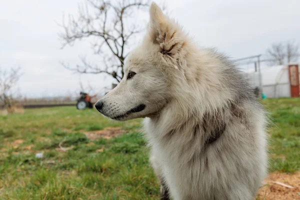 Mestizo Husky Kutya Portré Közelről Husky Arc Fehér Fekete Kabát — Stock Fotó