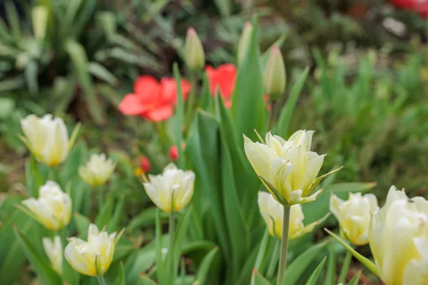 Small Yellow Tulips Bloom Garden Spring — Stockfoto