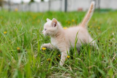 Young cat on green meadow with back light. light kitten. light kitten walking in the grass