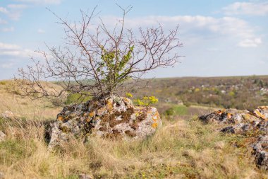 Vahşi doğada bir taşın üzerinde büyüyen vahşi bir çalı. kuru ot