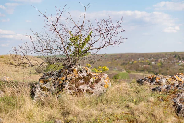 Vahşi doğada bir taşın üzerinde büyüyen vahşi bir çalı. kuru ot