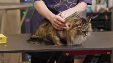 Bottom to top view of cat held in groomers hands to remove shed with brush in the grooming salon