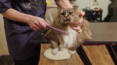 Bottom to top view of cat held in groomers hands to remove shed with brush in the grooming salon