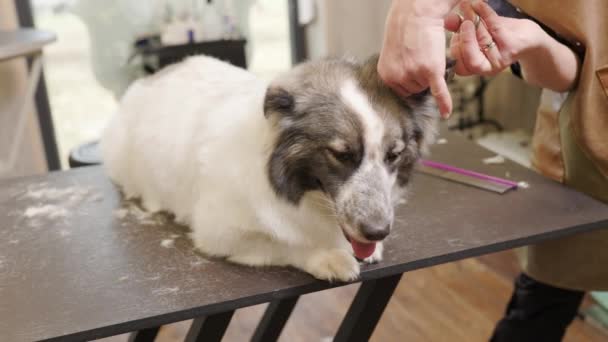 Corgi Wird Salon Gepflegt Professionelle Pflege Eines Hundes Fachsalon — Stockvideo