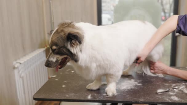 Corgi Getting Groomed Salon Professional Cares Dog Specialized Salon — Stockvideo