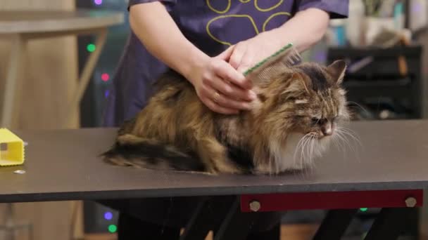 Bottom Top View Cat Held Groomers Hands Remove Shed Brush — Stockvideo