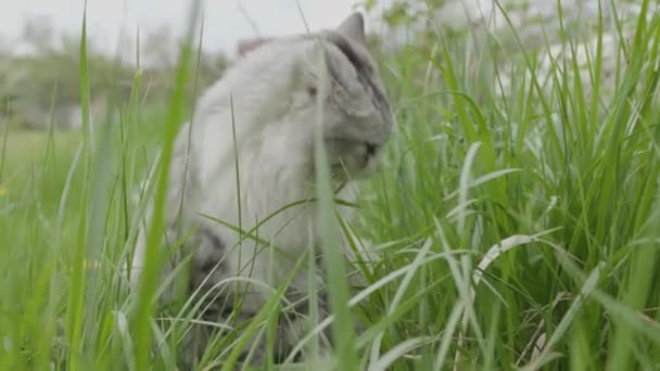 Nahaufnahme Weiße Graue Niedliche Hauskatze Frisst Und Schnüffelt Grünes Gras — Stockvideo