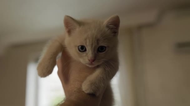 Close Adorable Domestic Light Color Kitten Hugged Man Palm — Vídeo de stock
