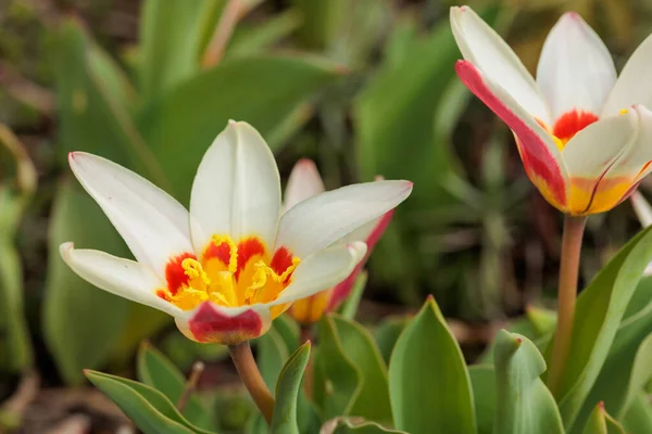 White Color Tulips Polychrome Flower Garden Idea Postcards Greetings Invitations — Stockfoto