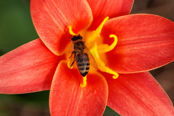 Bee Red Tulip Watching Bee Bee Collects Nectar — Fotografia de Stock