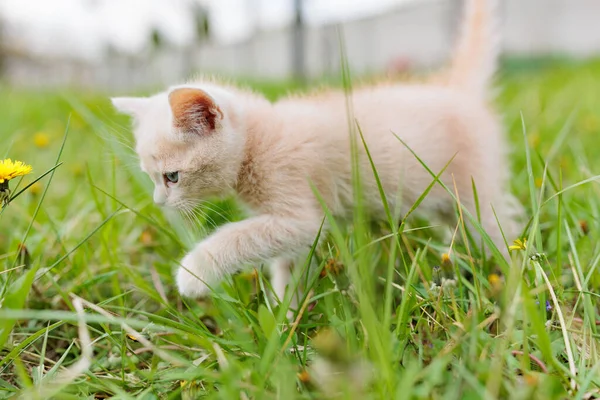 Little Kitten Looking Green Grass — Stok fotoğraf